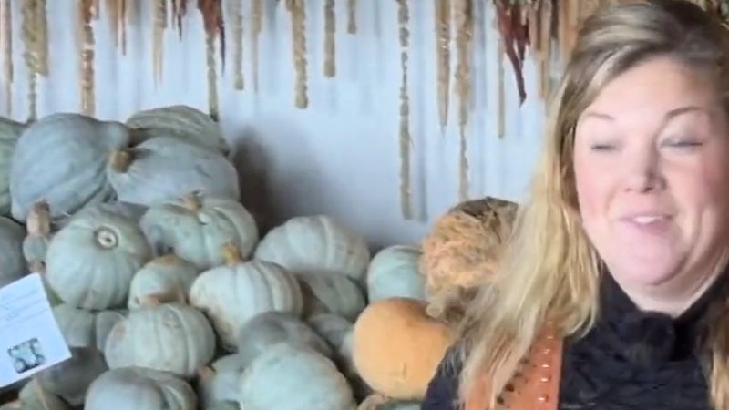 Tollarp'ta Hannah Mellblom bu sezon 50 bin balkabağı hasat etmeyi bekliyor