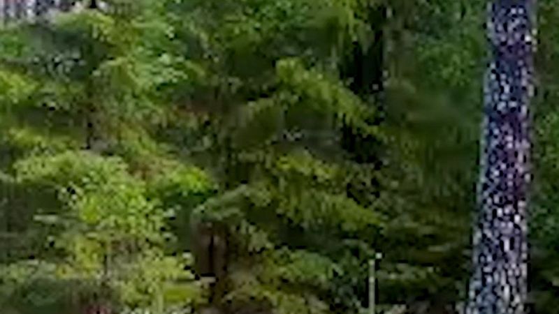 Tyresö'de dolaşan dişi kurt kameraya yakalandı; Stockholm ilinde ilk kez üç kurt bölgesi