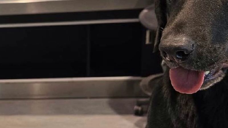 Toronto Pearson'da dedektör köpek 16 kilo beyan edilmemiş gıda yakaladı, yolculara 1.350 dolar ceza