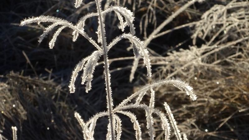 Pazar günü Edmonton'da eksi 8 derece: gündüz bile sıfırı geçmeyecek