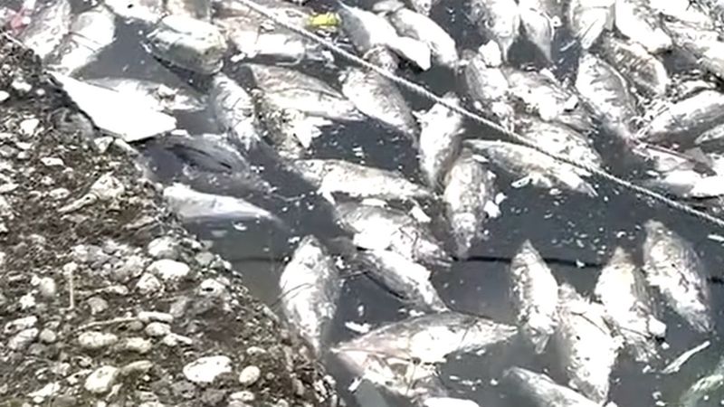Rize Pazar'da tonlarca palamut denize döküldü, liman balık çöplüğüne döndü