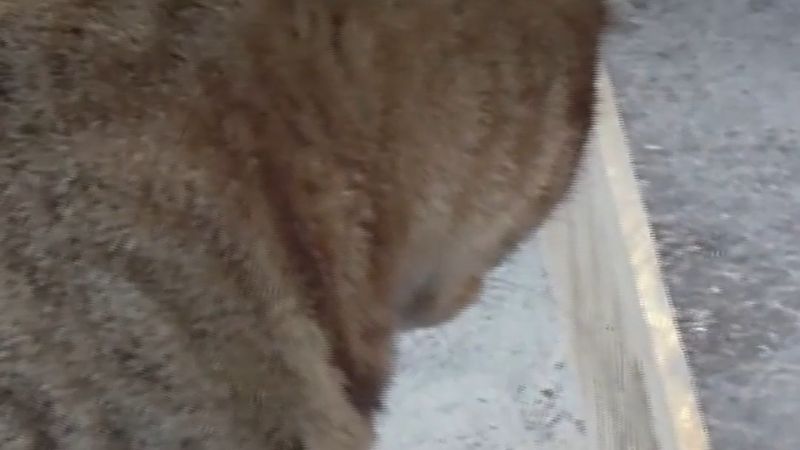 Edirne'de tekir kedi, fareyi diğer kediden korumak için dakikalarca nöbet tuttu