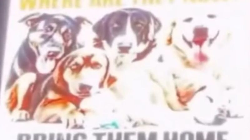 Ege Üniversitesi köpekleri için New York Times Meydanı'nda dev ekranda mesaj