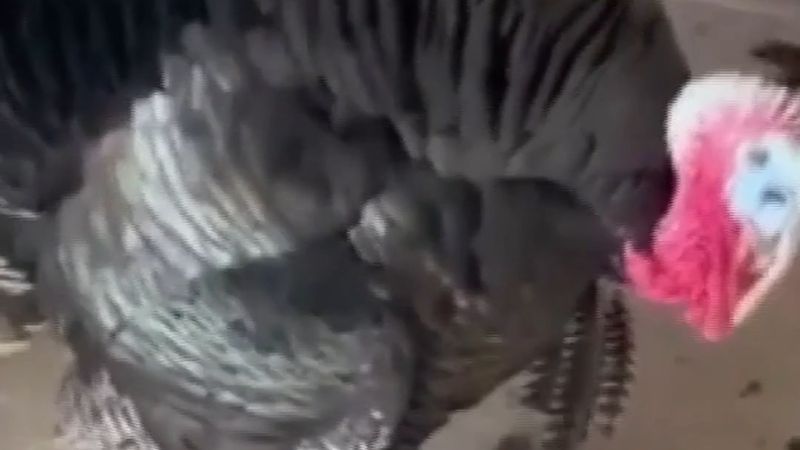 Gaziantep İslahiye'de erkek hindi ölen dişi hindinin başından ayrılmadı