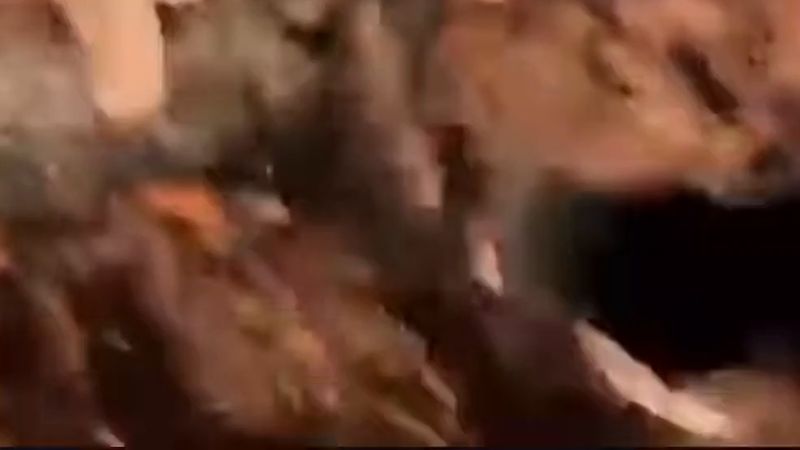 Ege Üniversitesi kampüsünde 200'e yakın köpek gece çevik kuvvet eşliğinde toplatıldı