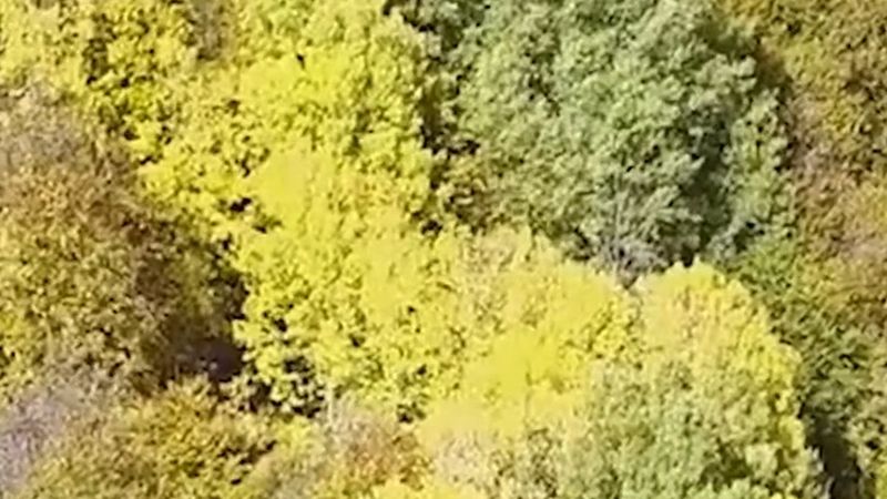 Sivas, Gümüşhane ve Bayburt'ta ormanlar sonbaharla sarı, turuncu ve kırmızıya büründü