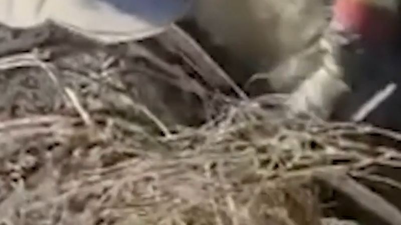 Antakya'da Asi Nehri'ne düşen koyun halatla kurtarıldı