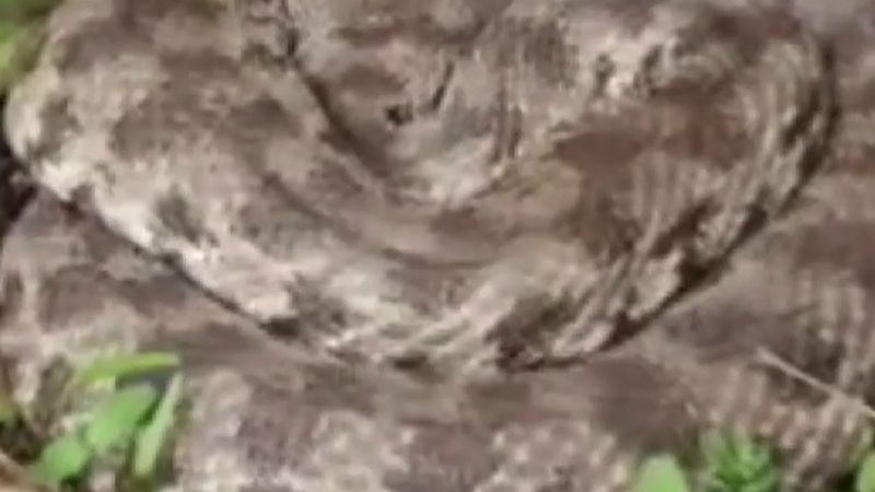 Elazığ'ın Palu ilçesine bağlı Güllüce köyünde zehirli engerek yılanı görüntülendi
