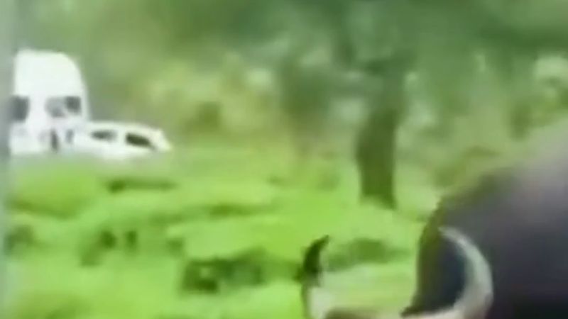 Hindistan'da bir bizon, yoldan geçen motosikletlilere saldırdı