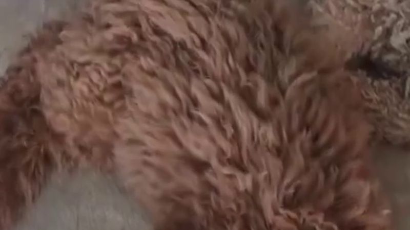 Antalya'da köpek, annesinin terk ettiği yavru kediyi emziriyor