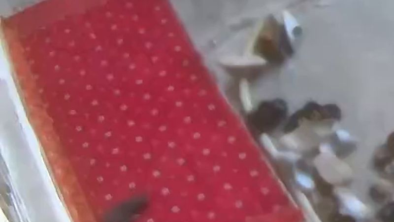 Malatya'da Tuğçe Pekcan ve annesine bıçaklı saldırı kamerada, şüpheli tutuklandı