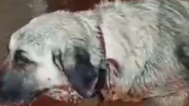 İslahiye'de sel sularında sürüklenen arka bacakları kırık köpek tedaviye alındı