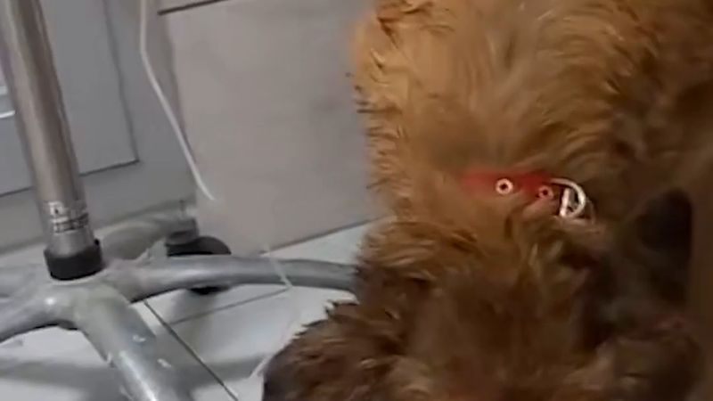 Buca'da çamurdan kurtarılan köpeğe Şanslı adı verildi, veteriner tedavisi sürüyor
