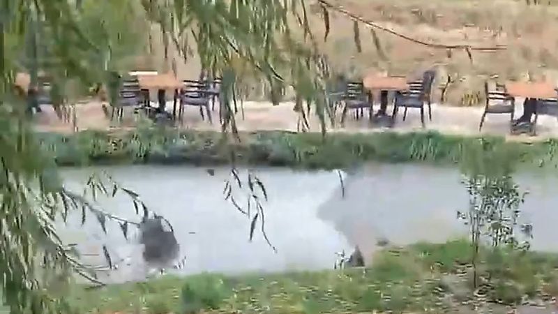Erzincan'da restoran bahçesine giren yavru ayı su kanalına atlayıp kaçtı