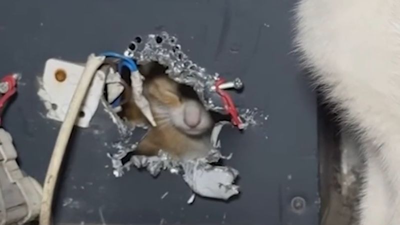 Düzce'de reklam panosunda mahsur kalan kedi yavrusunu itfaiye kurtardı, anne kedi başında bekledi
