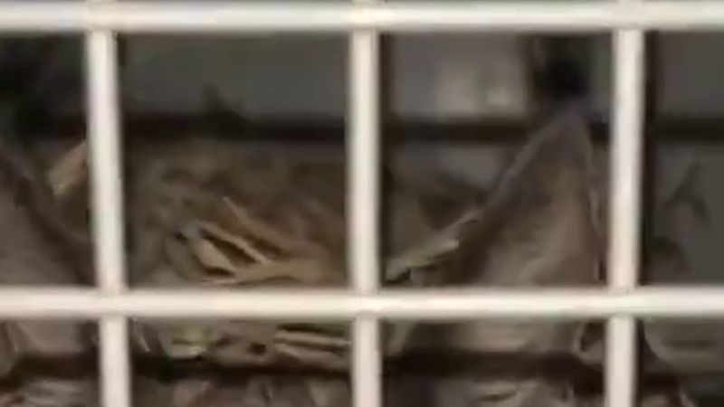 Aydın Efeler'de yaralı bulunan karakulak koruma altına alındı