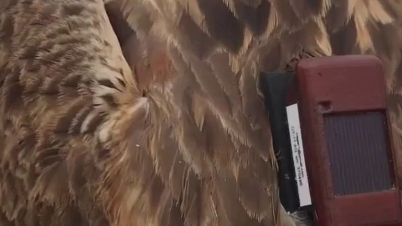 Iğdır'dan uçan şahin 148 günde 14 ülke geçip Etiyopya'ya ulaştı