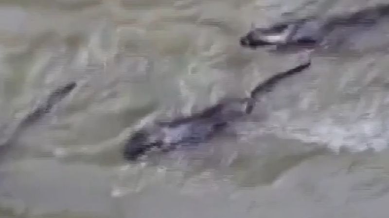 Peri Suyu'nda 3 su samuru birlikte yüzerken görüntülendi