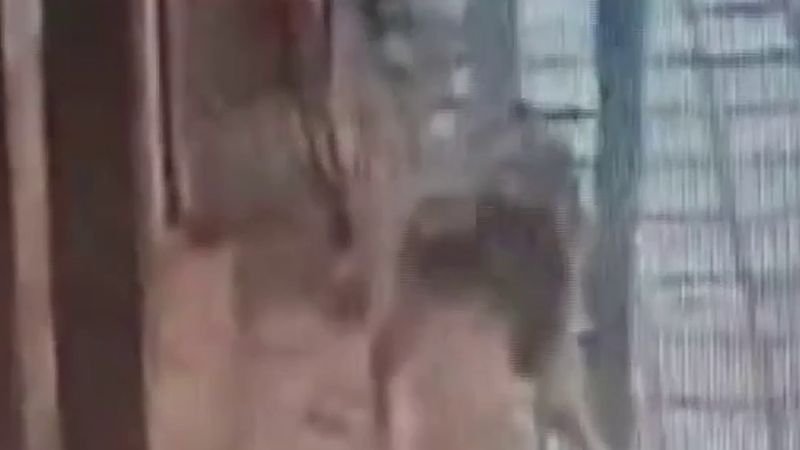 Avcılar'da uyuyan köpeğe tekme atan adam ısırıldı