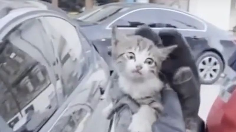 Sakarya Taraklı'da otomobilin motoruna sıkışan yavru kedi itfaiye ekiplerince kurtarıldı, annesinin yanına bırakıldı