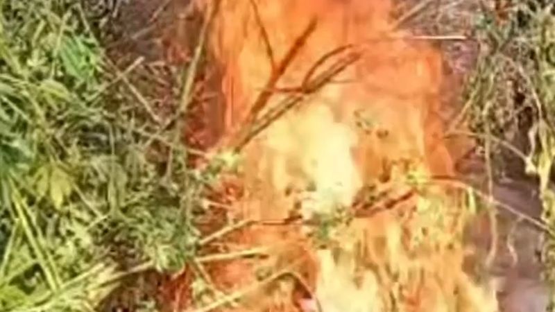 Diyarbakır'da 1,2 ton esrarlık 48 bin kök kenevir imha edildi