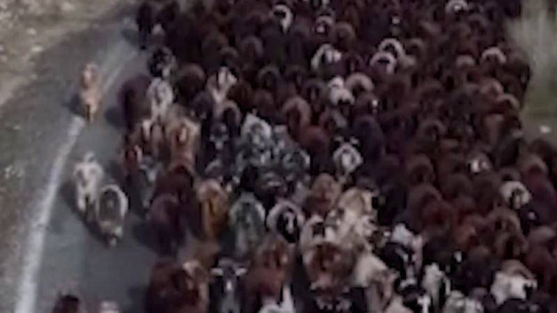 Bingöl yaylalarından göçerler 1000 hayvanla Ergani'ye bir aylık yolculuğa çıktı