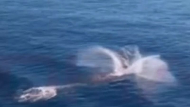 Alanya Kalesi açıklarında yunuslar gezi teknesine eşlik etti