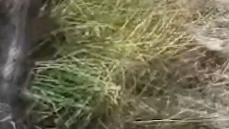 Aksaray'da Kayı Gölü kenarında 3 metrelik yılan görüntülendi