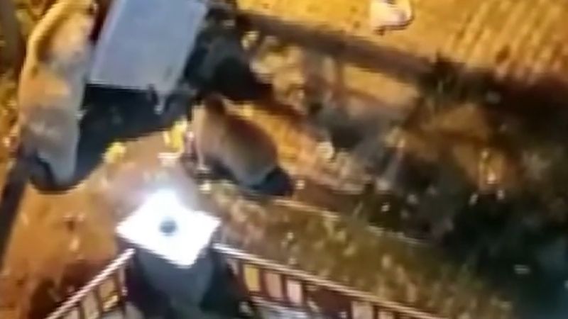 Sarıkamış'ta 7 ayı mahalleye indi, çöp konteynerlerini devirdi