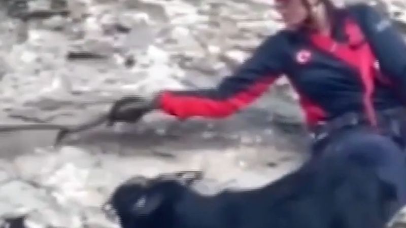Tunceli'de kayalıklarda günlerdir mahsur kalan keçileri AFAD kurtardı