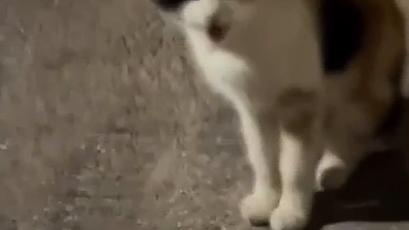 Bayburt'ta sokak kedisi yemeğine ortak olan tilkiyi sokak boyunca kovaladı