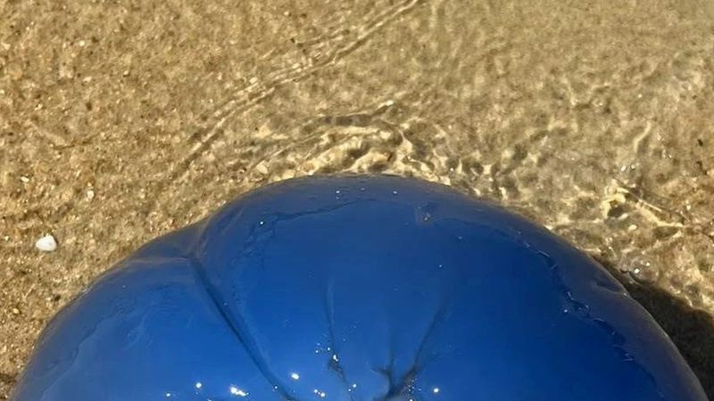 Saros Körfezi'nde yaklaşık 40 santimlik mavi denizanası görüntülendi