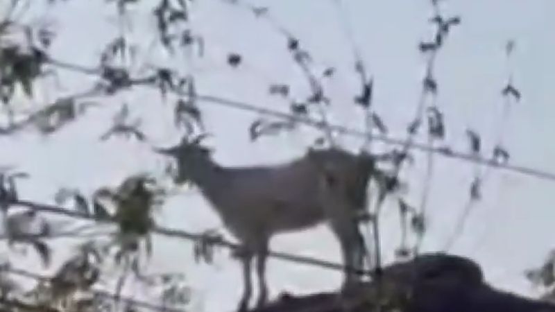 Sapanca'da 2 katlı binanın çatısına çıkan keçiyi itfaiye kurtardı