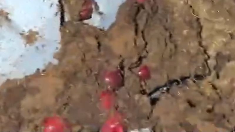 Adıyaman'da traktöre çarpan kamyonetin sürücüsü öldü