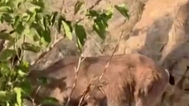 Erzurum'da yaban dağ keçileri bir evin çatısını mesken tuttu