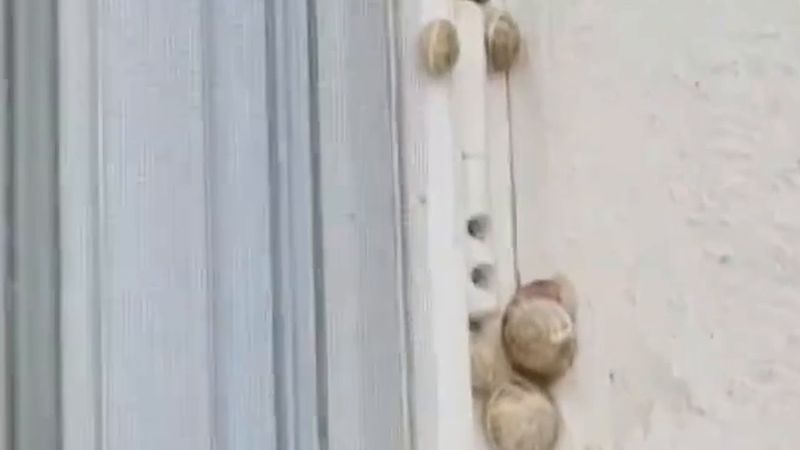 Hatay Hassa'da salyangoz istilası: 8 evi sardı, ilaç da tuz da çare olmadı